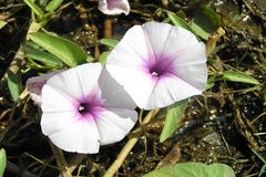 Ipomoea aquatica